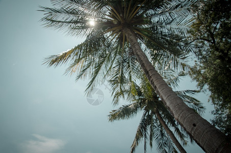日落复古的夏天热带海岸棕榈树古老的磨粉和胶片立体图片
