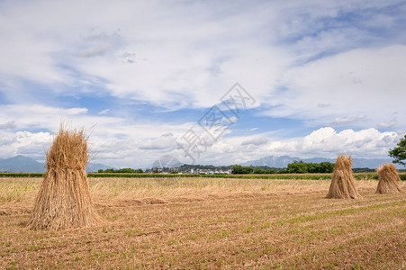 景观收获手工谷物成小麦堆积单位美元乡村的图片
