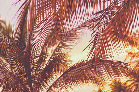 树木热带海滩棕榈树上日落的回溯假景象期观图片