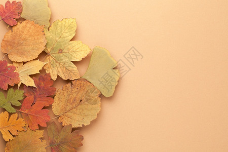 丰富多彩的秋叶背景图片