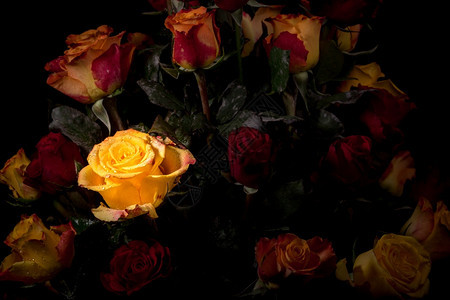 一朵美丽的玫瑰在一束红黄花中发光一种红色的花瓣图片