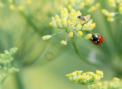 漏洞瓢虫自然花朵上的Ladybug图片