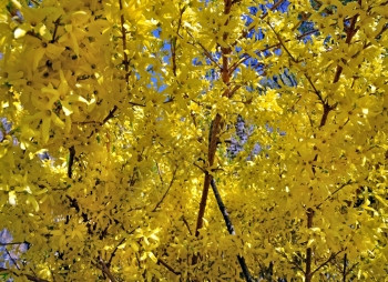 粉色的芽园艺连翘花特写在春天开图片