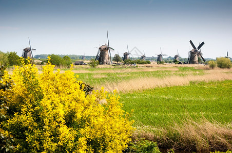 植物群荷兰Kinderdijk风车照片春天旅游图片