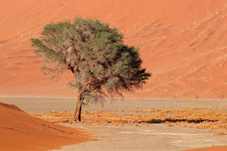 带刺树的大红沙丘纳米比亚布沙漠Sossusvlei宁静景观热的图片