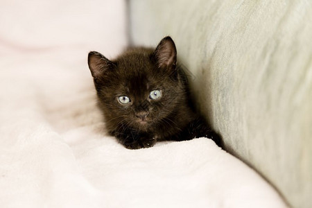黑色小猫在毯子上图片