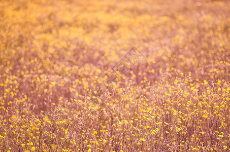 自然花粉红和黄色春草地或田泉源背景粉红色春草地或田泉底背景场图片