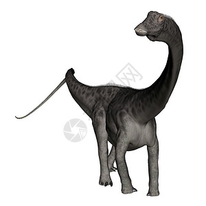 脊柱数字的步行Diplodocus恐龙站在白色背景的底恐龙3D转化图片