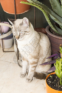 小猫咪在照片上摆姿势猫科动物哺乳宝贝图片