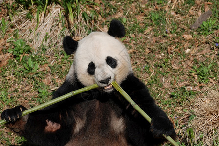 吃零食竹子的巨大熊猫从中间射出竹笋自然摄影背景图片