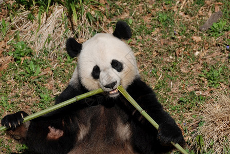 吃零食竹子的巨大熊猫从中间射出竹笋自然摄影图片