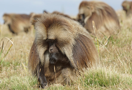 荒野生动物埃塞俄比亚非洲Semien山脉公园Gelada动物图片