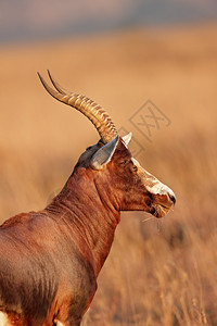预订物种侏儒南非羚羊大马利斯库pygargus的肖像图片