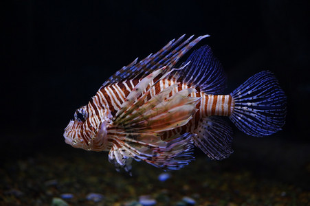 斑马鱼异国情调挥发物莫斯科动园水族馆的狮子鱼图片