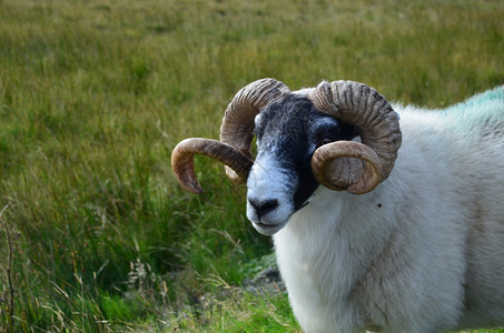 苏格兰长着棕色大角的可爱白羊海景旅行苏格兰人图片