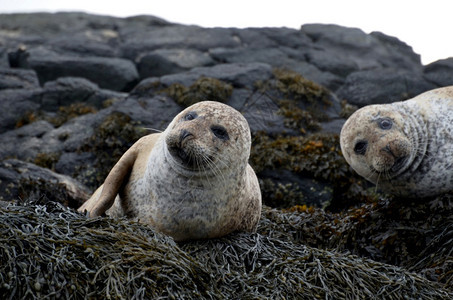 赫布里底群岛水样的密封件两个可爱的棕色海豹休息在斯凯海草上图片