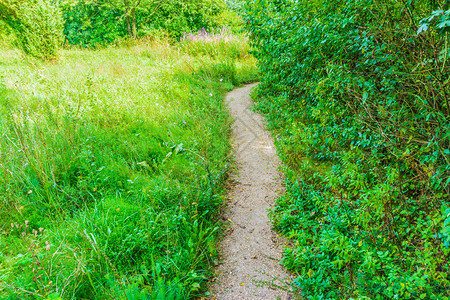 小路公园夏天绿色森林地貌的小型步行道图片