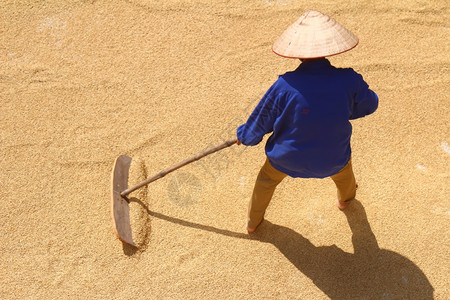 亚洲1月日204年月日在越南海东收获后1名贫穷农民干稻2014年月日人们传统的图片