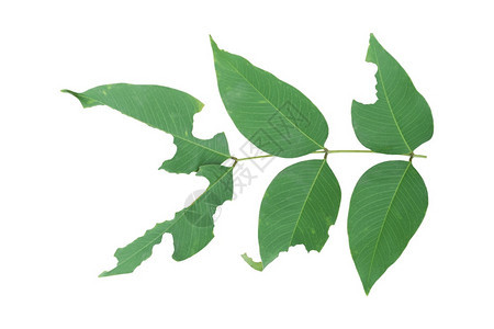 植物学花的绿叶树枝在白背景上隔离有剪切路径叶子图片
