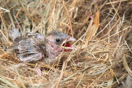 向往喂食鸟巢中饥饿的幼喙图片
