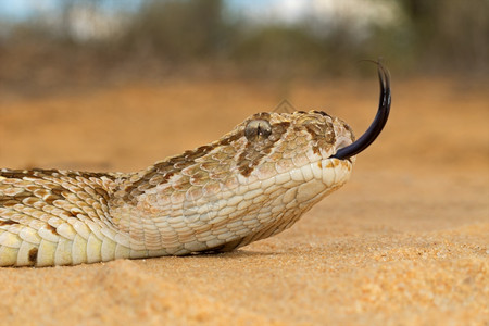 毒轻弹爬虫类紧贴着一条带闪动舌头D的海蛇图片
