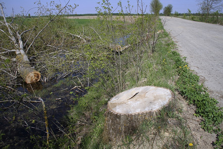 老的在一条有水沟渠里砍树在农村公路附近砍树工业的环境背景图片