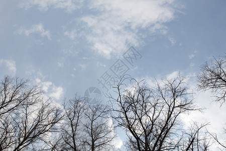 森林白杨春天泉水中没有叶子的花朵树在云雾的天空下图片