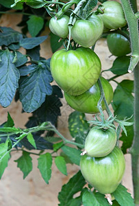 吃维生素栽培浴缸中的番茄植物图片