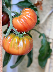 浴缸中的番茄植物维生素土豆蔬菜图片
