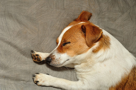 一种只JackRussell小狗睡在灰色的垫子上仔纯种图片