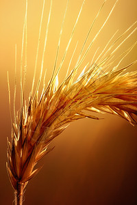 小麦对强力和温暖背光的宏农业户外收成图片