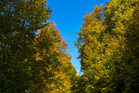 蓝天白云下的秋季森林图片