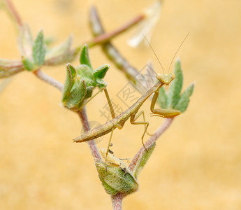 夏天荒芜衬套以色列工厂上的小蚂蚁图片