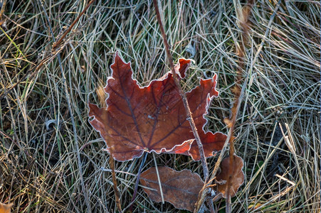 草秋叶和植物的色彩多其背景是霜冻的奥夫钦尼科自然图片