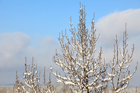 冰美丽的云层下方树上白雪色图片