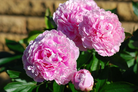 优雅介子在花园里粉红皮质的色花朵团夏天图片