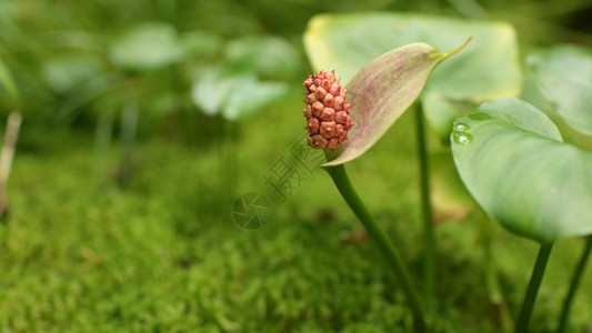 有毒水果马蹄莲植被苔藓水生物图片