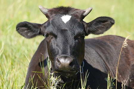 夏天哺乳动物以绿草为生的牛场地图片
