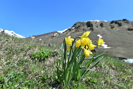 盛开绽放春天蓝空下高山前草地上开花的美丽水仙子图片