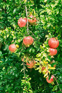 树上两颗天然的石榴水果树上有两个天然的石榴水果分支成熟户外图片