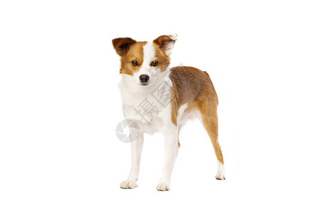相机在白色背景混合种狗面前一只野兽和群犬混杂在白本种的狗面前柯基犬纯种图片