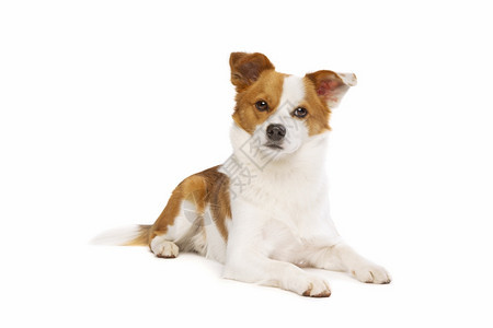 纯种动物在白色背景混合种狗面前一只野兽和群犬混杂在白本种的狗面前博美犬图片