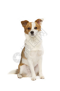 正面宠物一种在白色背景混合种狗面前一只野兽和群犬混杂在白本种的狗面前图片