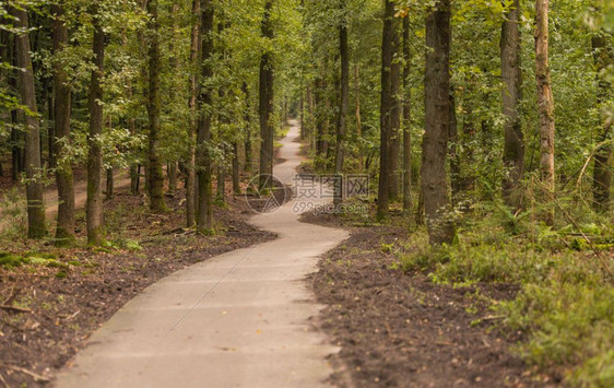 穿越Veluwezoom自然公园森林的漫步足迹微缩小路树图片
