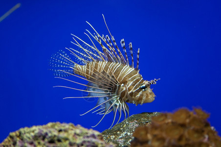 在海底游泳的热带鱼类礁生物多样颜色图片