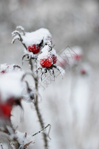 红色的冷冻雪覆盖红色玫瑰花果莓模糊的背景冰冻玫瑰花叶背景白色的图片