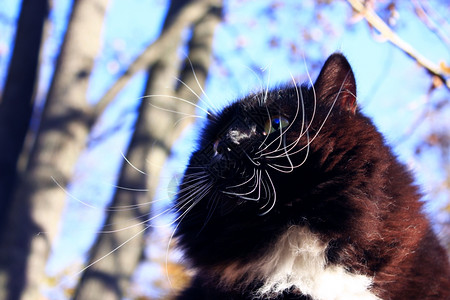 晶须自然黑猫的口特写哺乳动物图片
