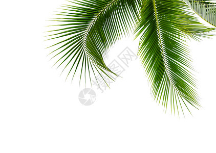 叶子椰棕榈树的绿假白底隔离植物群弯曲背景图片