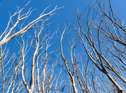 桉树灾难木头在澳洲维多利亚的黑色星期六野火之后一棵枯树没有片叶图片