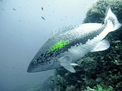荒野深的西班牙海洋中群鱼图片